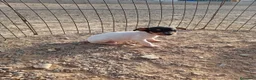 Ratonero Bodeguero Andaluz perros en venta: Macho ratonero bodeguero  - Anuncio 3