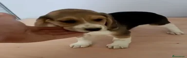Beagle Cachorro 2