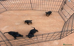 Pinscher Miniatura perros en venta: Pinscher miniatura negro fuego  - Anuncio 3