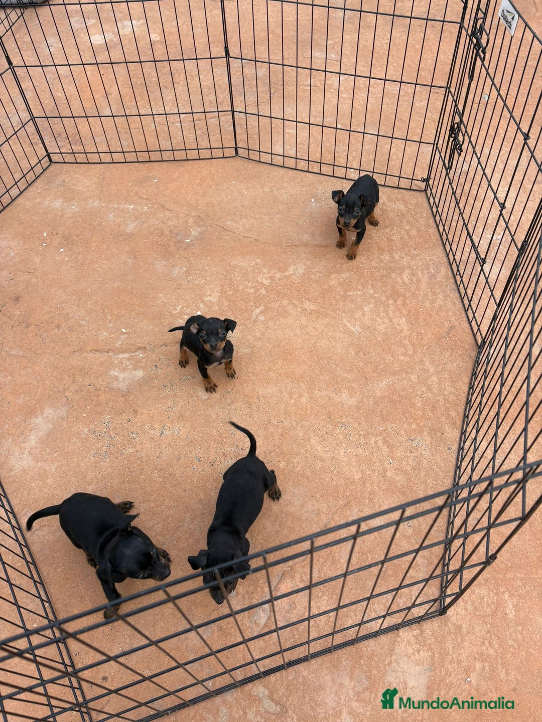 Pinscher Miniatura perros en venta: Pinscher miniatura negro fuego  - Anuncio 3