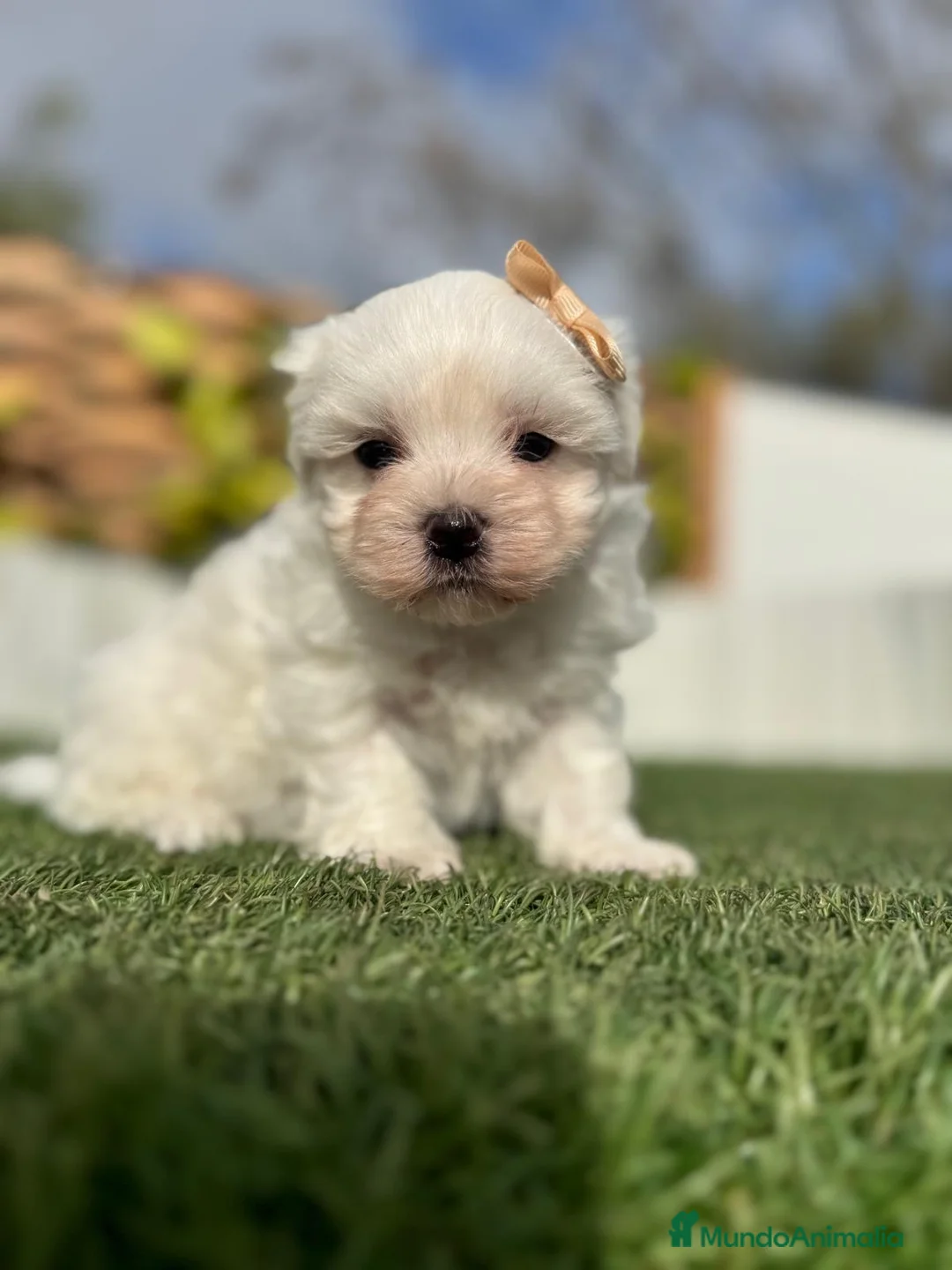 Bichón Maltés perros en venta: BICHÓN MALTÉS MACHO - Anuncio 10