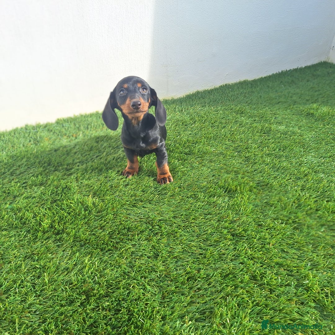 Teckel Miniatura perros en venta: TECKEL MINIATURA  - Anuncio 1