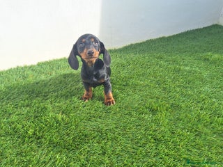 Teckel Miniatura perros TECKEL MINIATURA - Anuncio 1