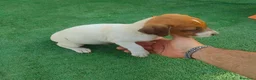 Jack Russell Terrier perros en venta: Cachorros Jack Rasel  - Anuncio 7