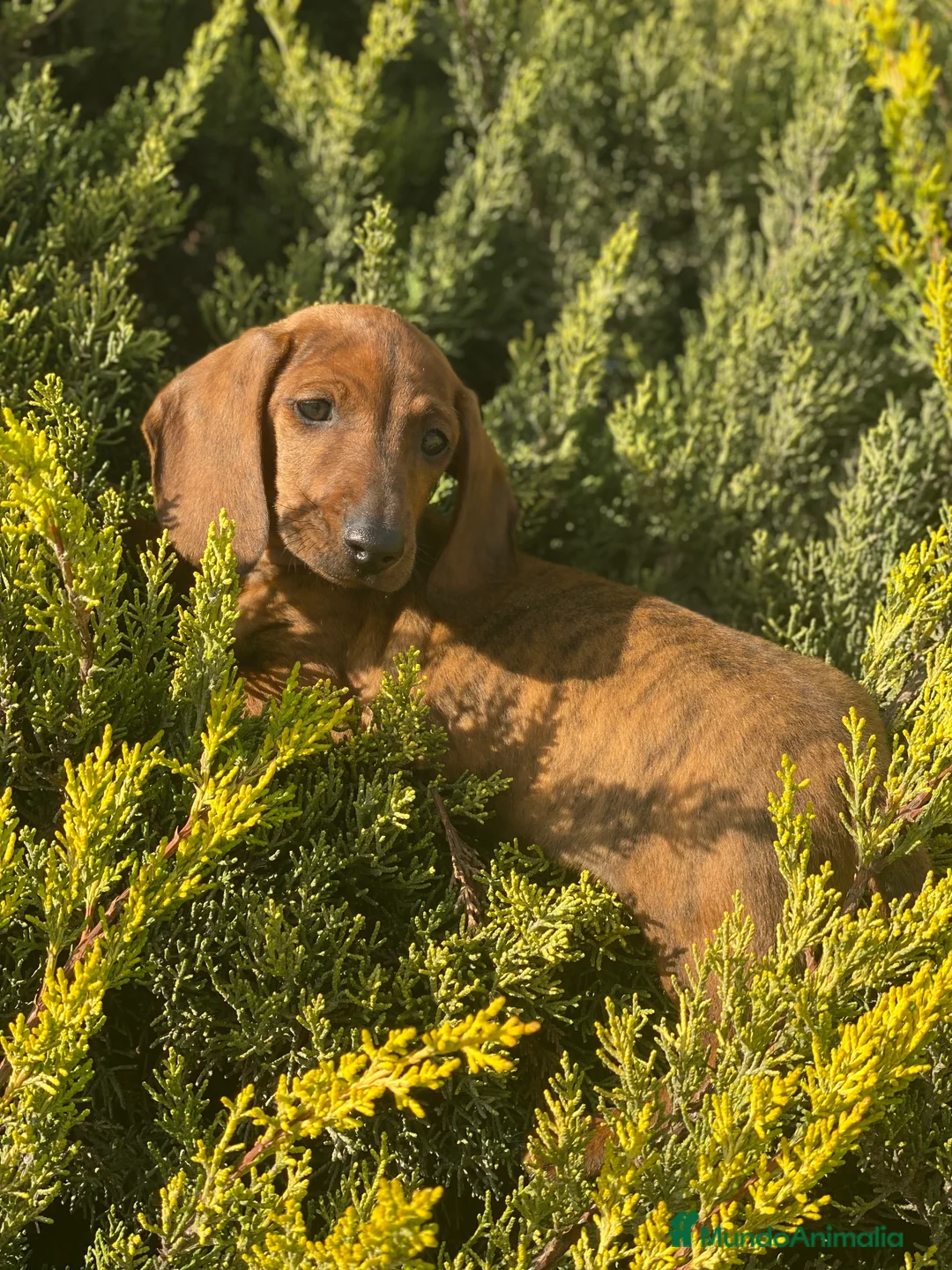 Imagen de galería {{count}}