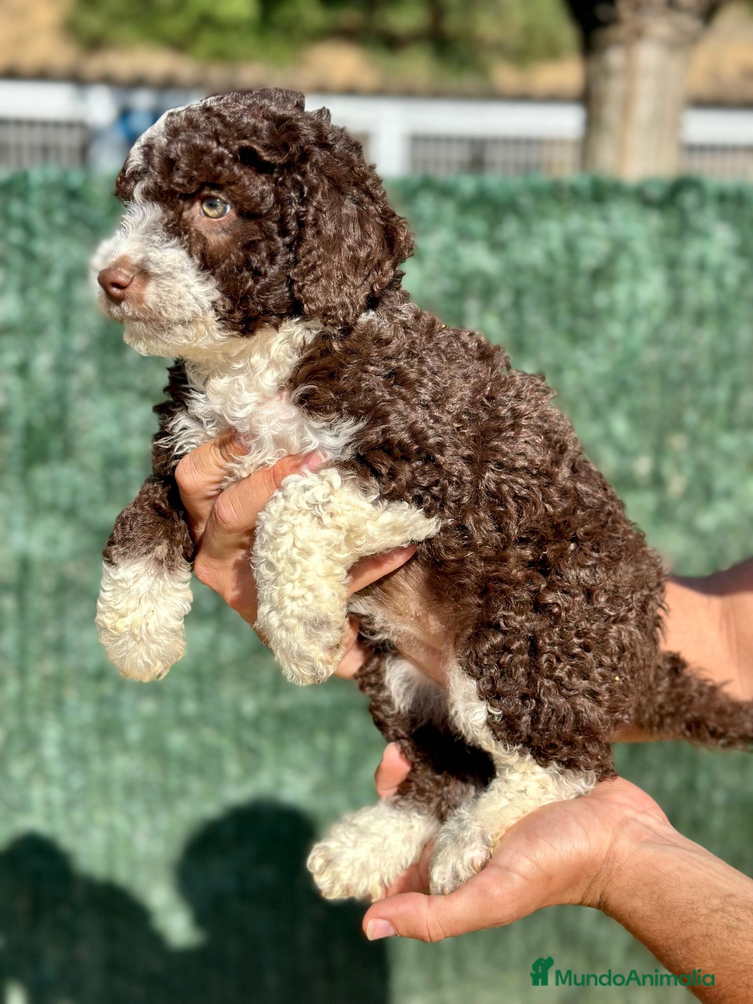 Perro de Agua Español perros Perro de Agua - Anuncio 2