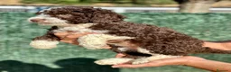 Perro de Agua Español perros en venta: Perro de Agua - Anuncio 1