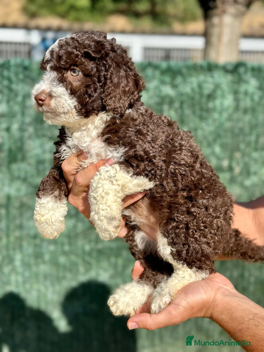 Perro de Agua Español perros en venta: Perro de Agua - Anuncio 1