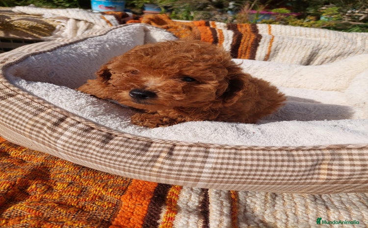 Caniche Toy perros CANICHES EXCLUSIVOS - Anuncio 1