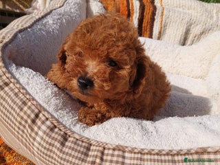 Caniche Toy perros CANICHES EXCLUSIVOS - Anuncio 1