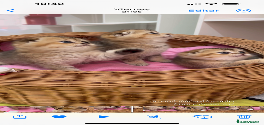 Imagen de galería {{count}}