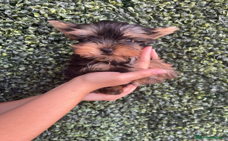 Yorkshire Terrier perros - Propaganda 2