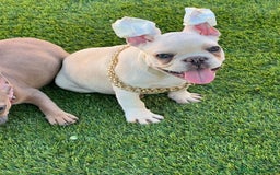 Bulldog Francés perros en venta: BULLDOG FRACÉS PREMIUM !!! - Anuncio 2
