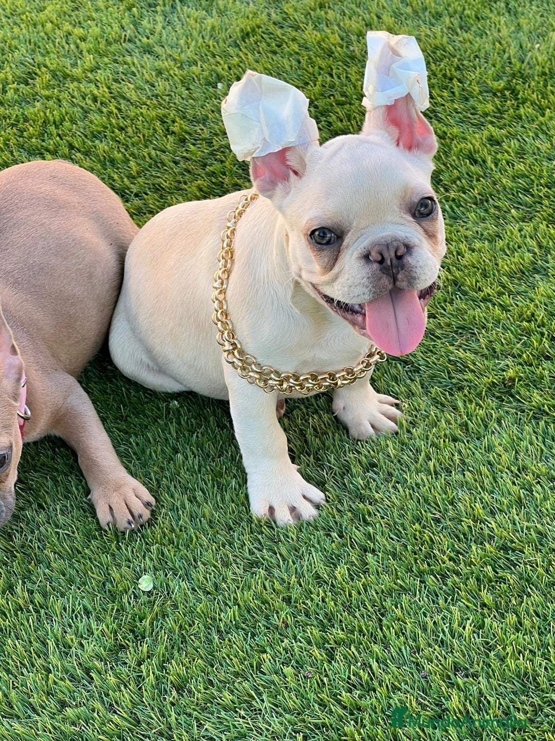 Bulldog Francés perros en venta: BULLDOG FRACÉS PREMIUM !!! - Anuncio 2