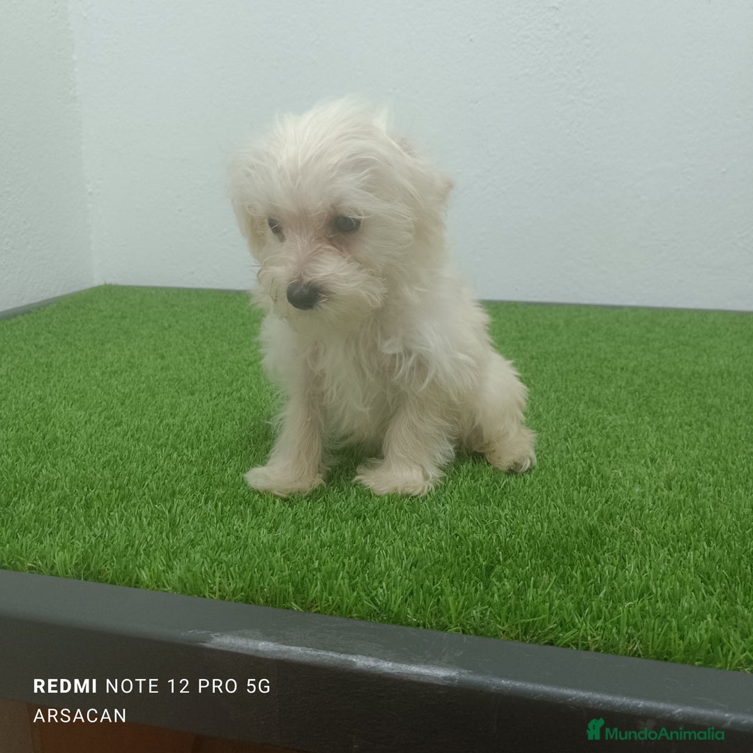 Raza Mixta perros en venta: Caniche mix schnauzer  - Imagen 1