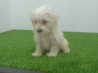 Raza Mixta perros - Anuncio 29