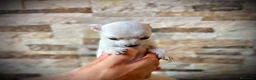 Chihuahua perros en venta: Chihuahuas crema  - Anuncio 3