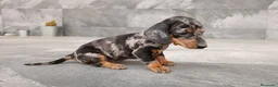 Teckel Miniatura perros en venta: Teckel mini - Anuncio 3
