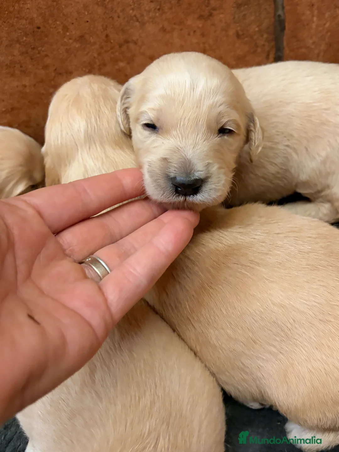 Raza Mixta perros en venta: Goldendoodle f1 - Anuncio 10