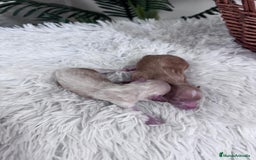 Maltipoo perros en venta: MALTIPOO MACHO - Imagen 2