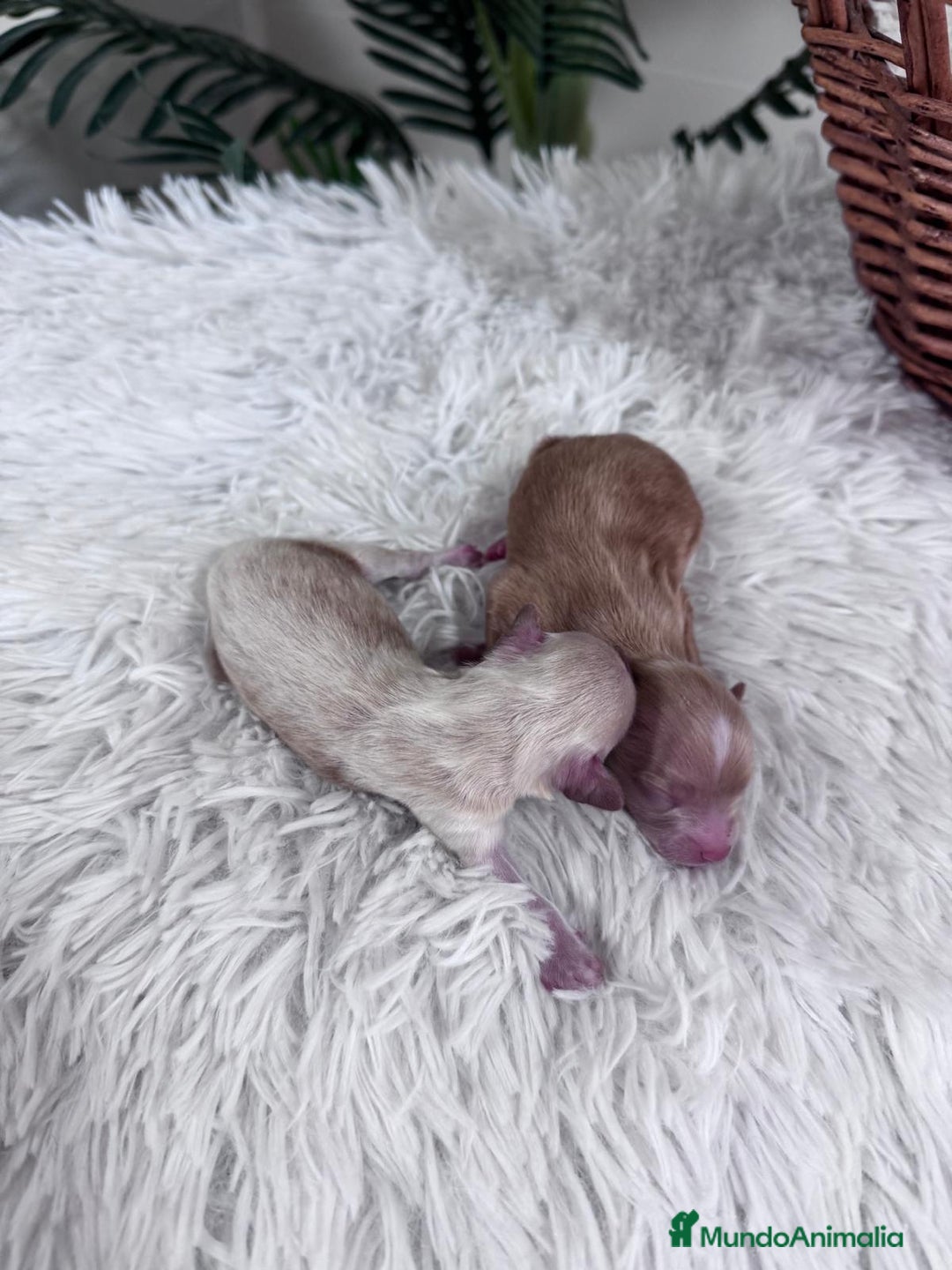 Maltipoo perros en venta: MALTIPOO MACHO - Imagen 2