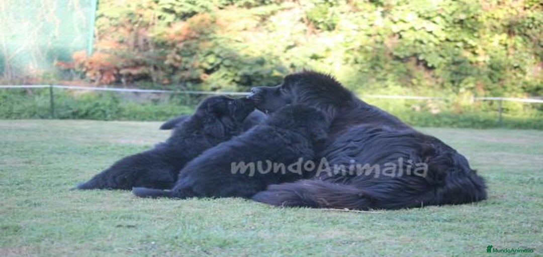 Imagen de galería {{count}}