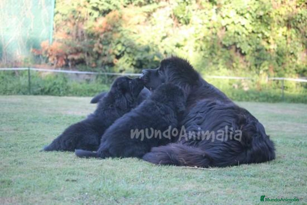 Imagen de galería {{count}}