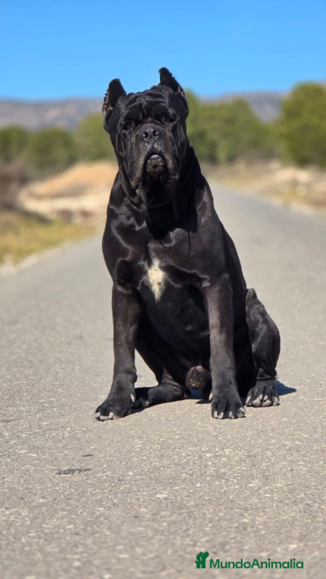Cane Corso perros en venta: Cane Corso para adopcion - Anuncio 5