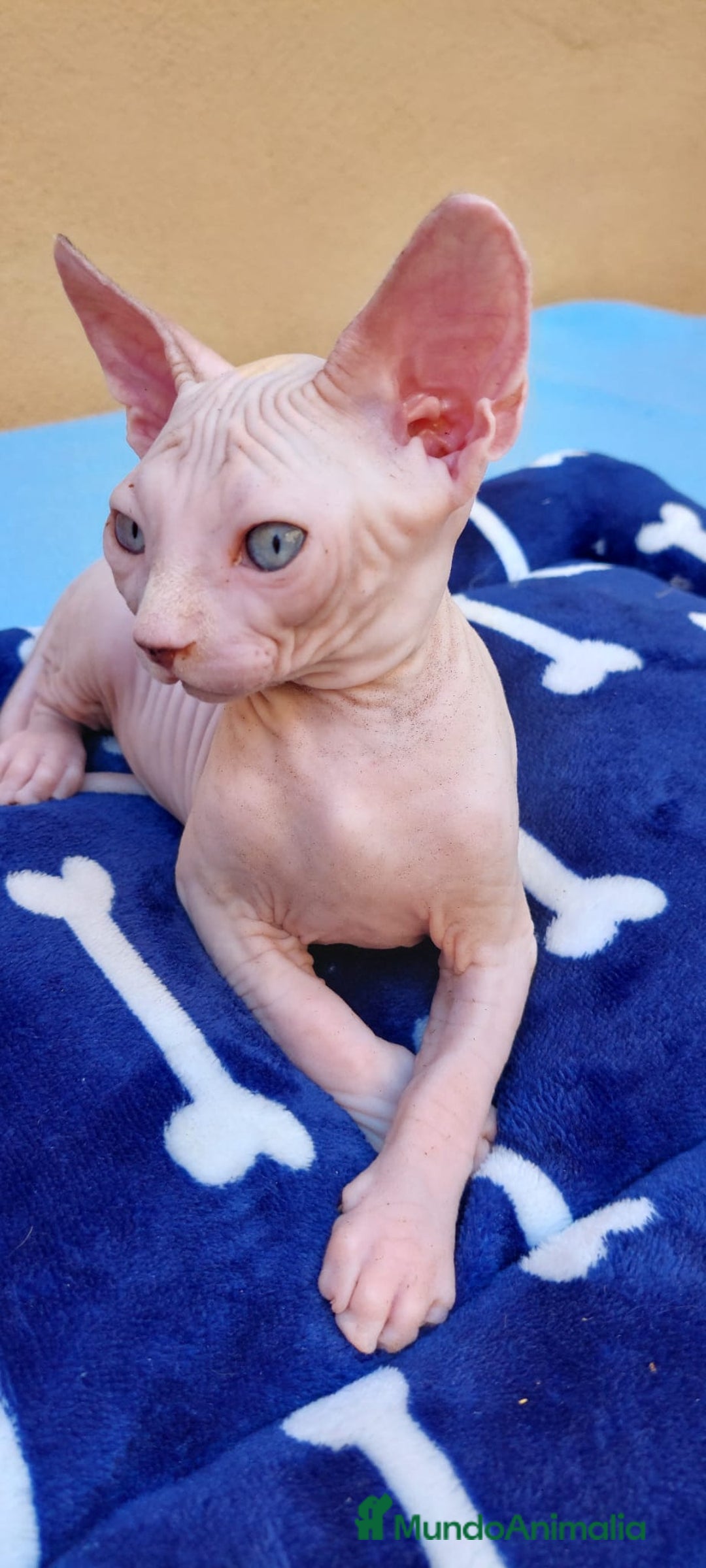 Sphynx gatos en venta: Preciosa hembrita ojos azules  - Imagen 3