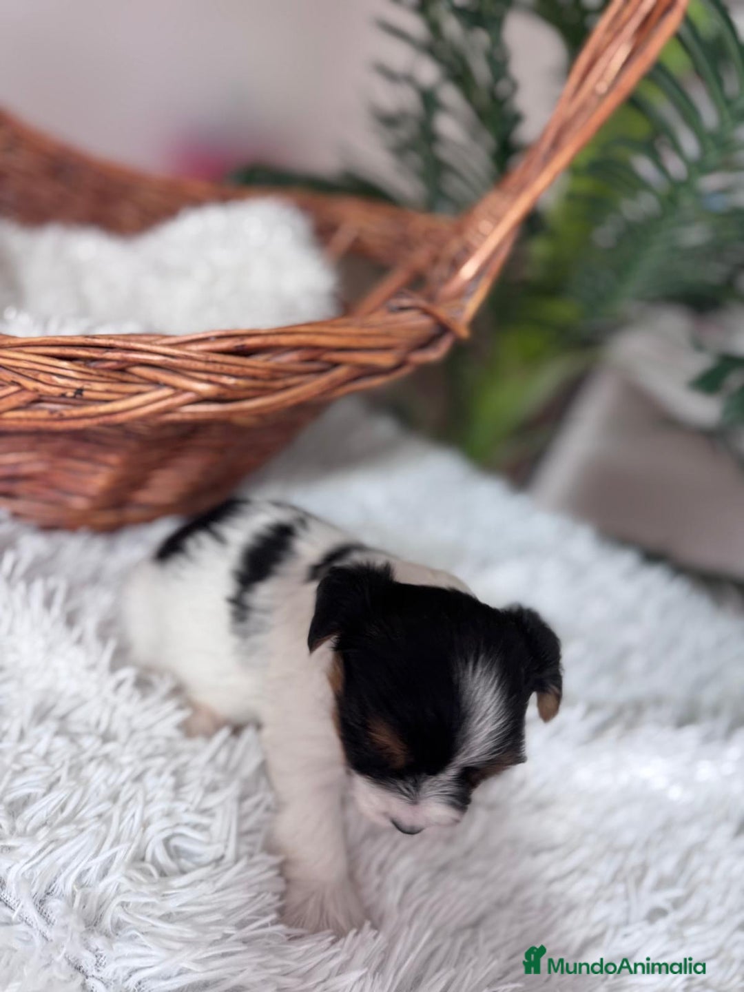 Yorkshire Terrier perros en venta: YORKSHIRE BIEWER - Anuncio 19