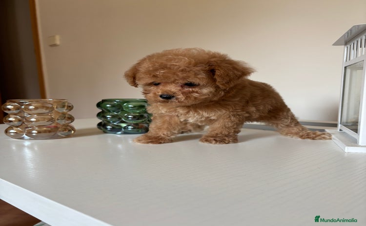Maltipoo perros - Anuncio 1