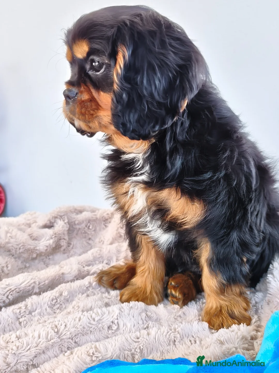 Cavalier King Charles Spaniel perros en venta: Cavalier negro fuego macho - Anuncio 1
