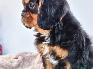 Cavalier King Charles Spaniel perros Cavalier negro fuego macho - Anuncio 1