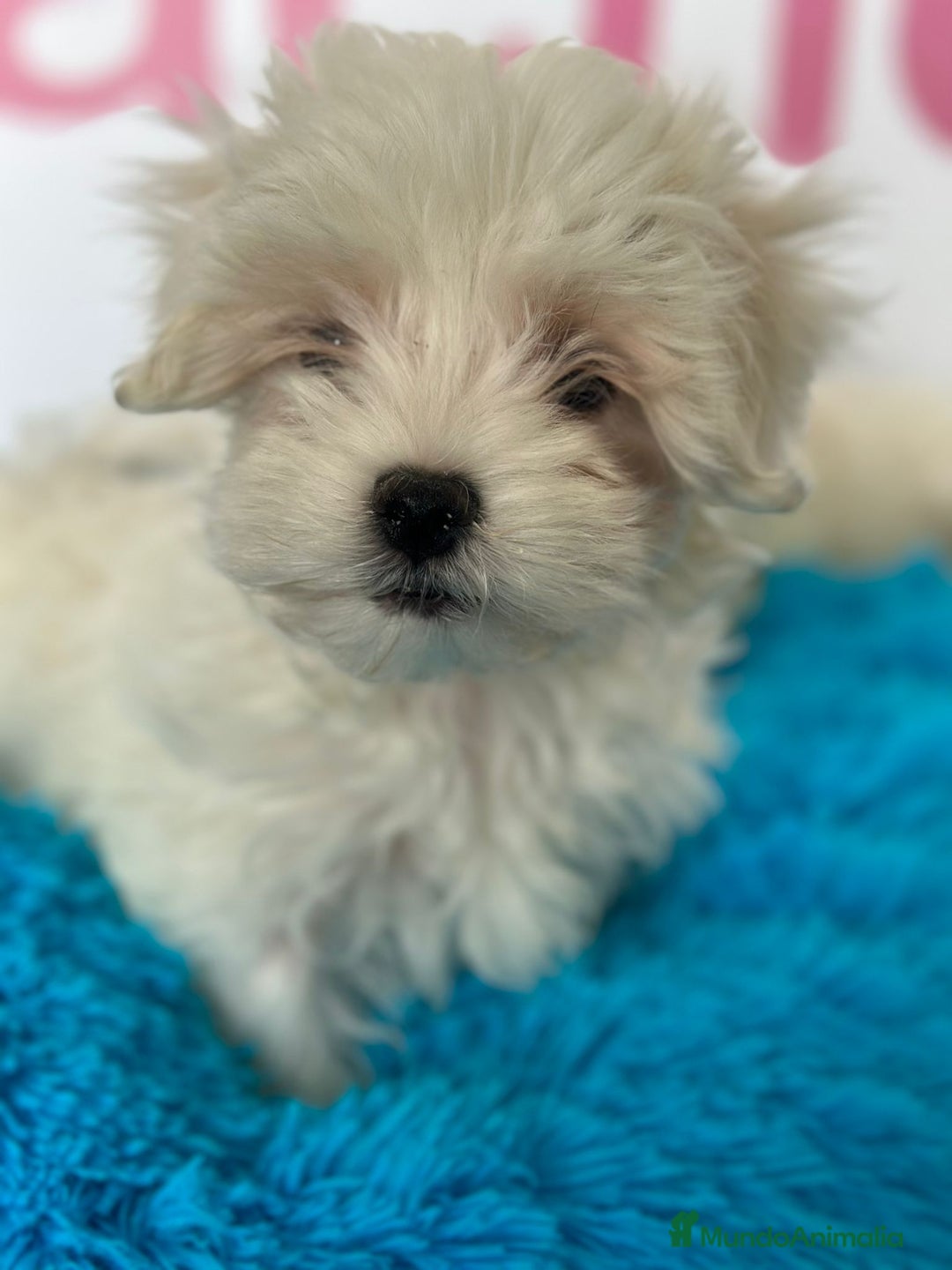 Bichón Maltés perros en venta: BICHÓN MALTÉS - Imagen 1