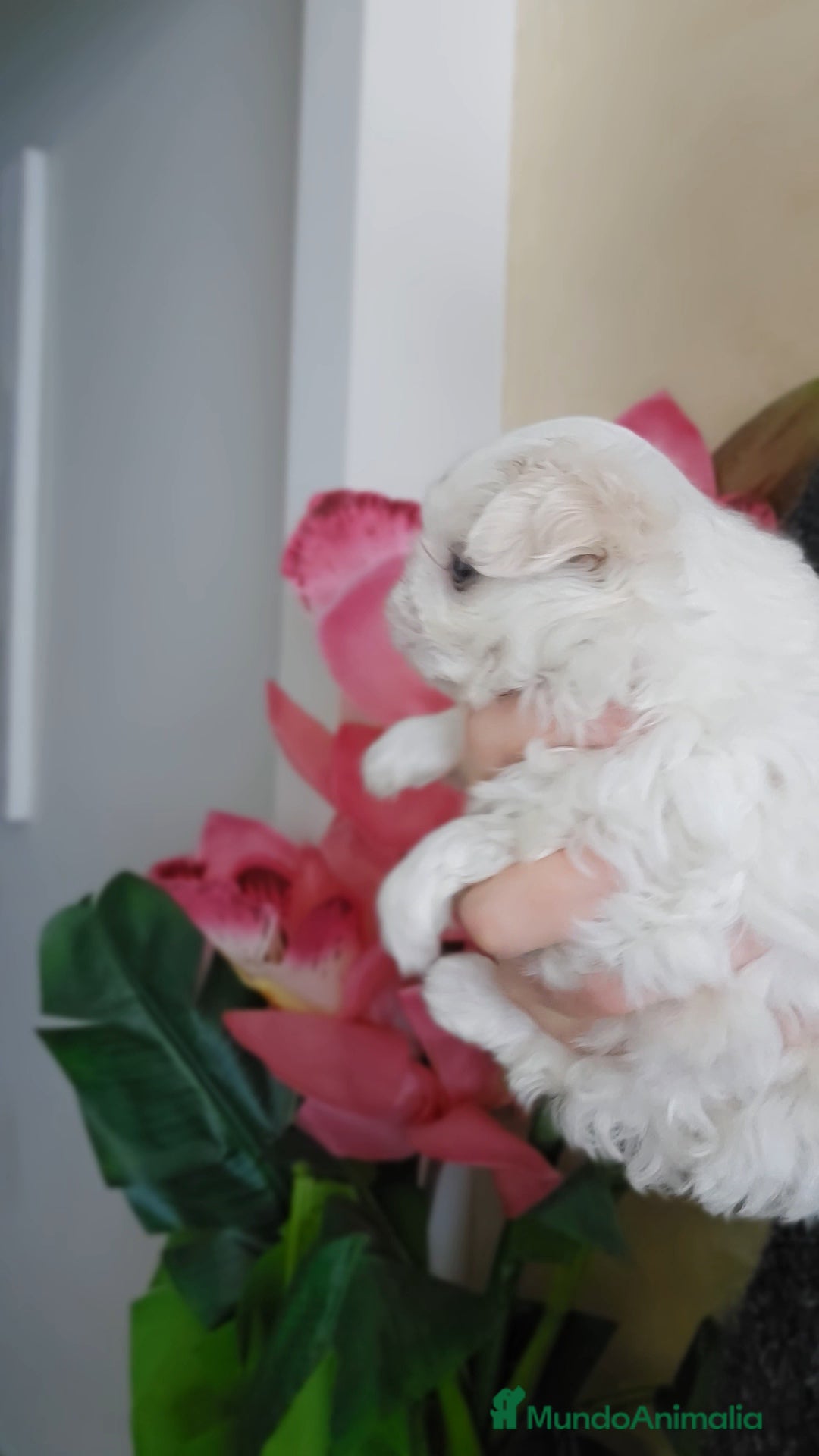 Bichón Maltés perros en venta: Cachorro Maltés Macho en Venta  - Anuncio 4