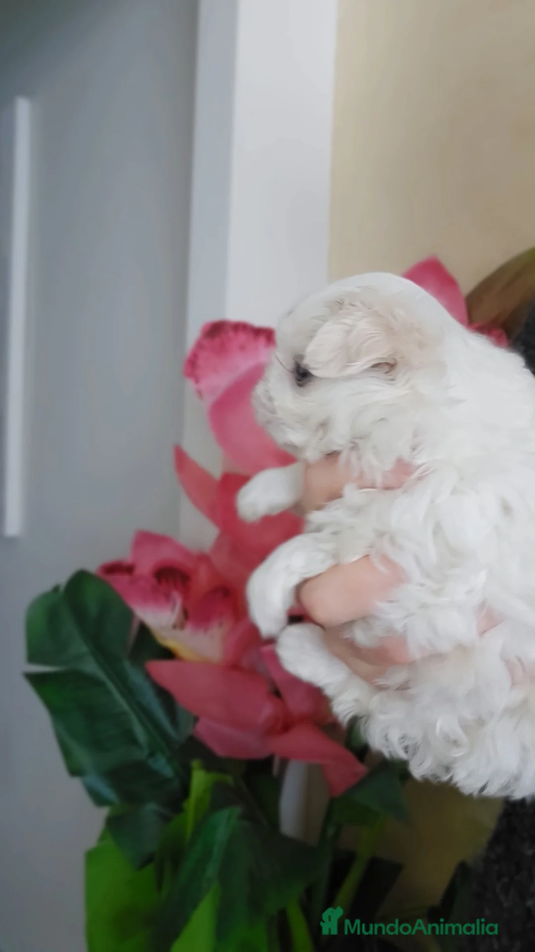 Bichón Maltés perros en venta: Cachorro Maltés Macho en Venta  - Anuncio 4