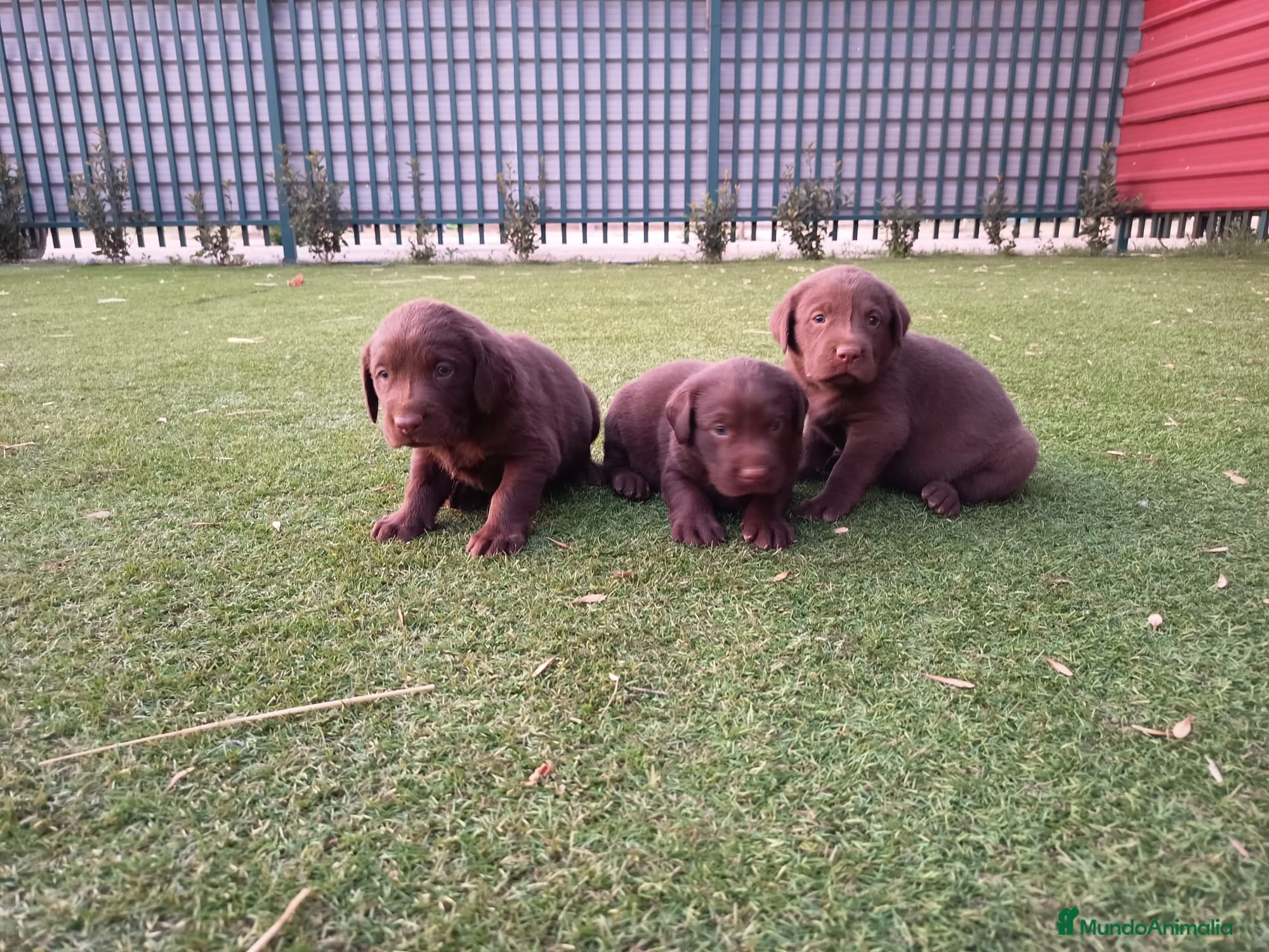 Labrador Retriever perros Labrador retriever línea inglesa chocolate  - Anuncio 1