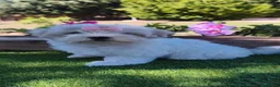 Bichón Maltés perros en venta: Preciosos cachorros de bichón maltés ❤️ - Anuncio 4