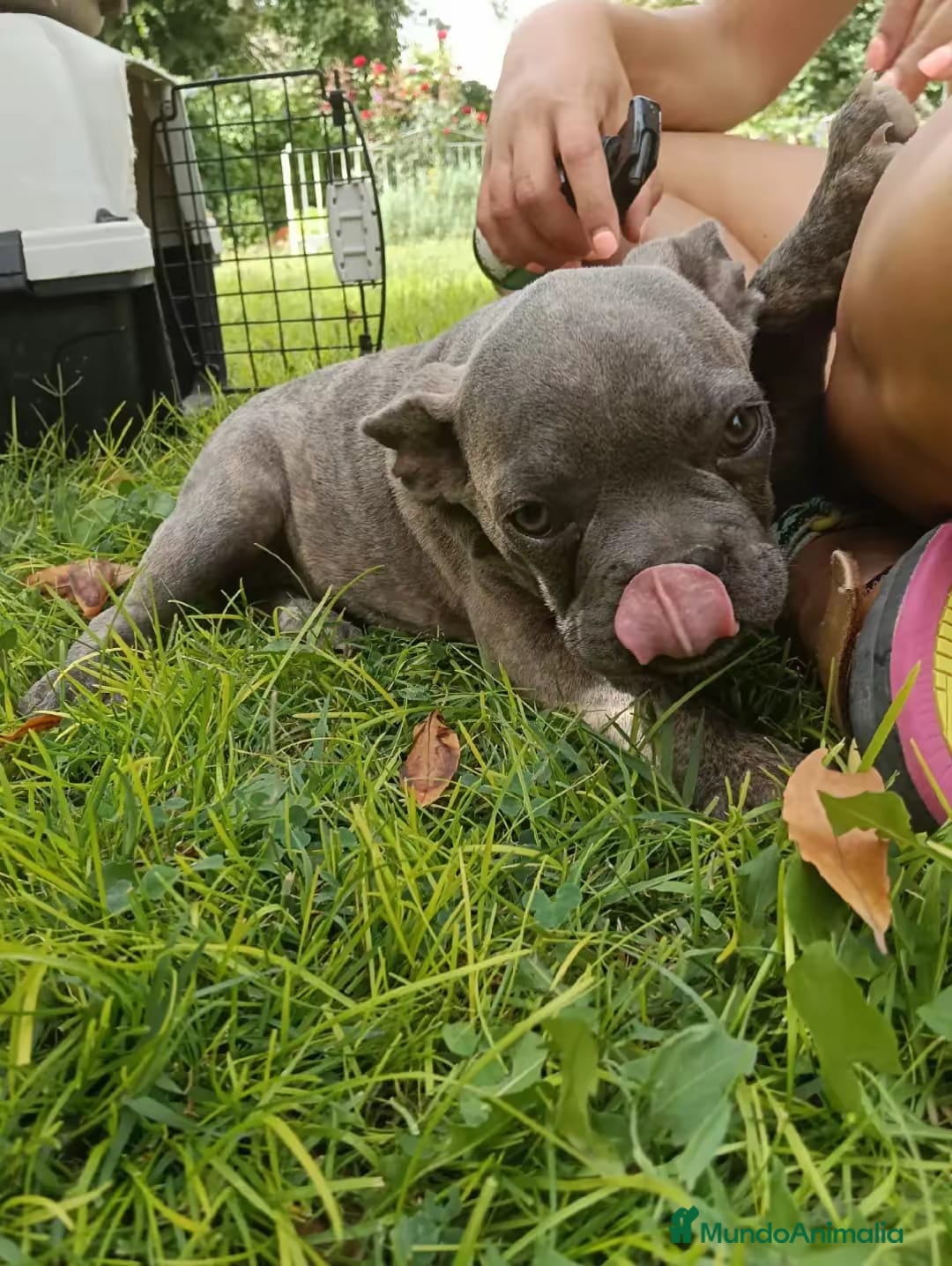 Bulldog Francés perros en venta: Bulldog francés blue blinder - Imagen 3