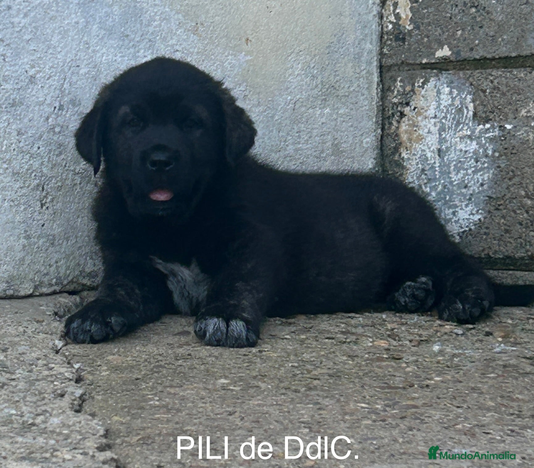 Mastín Español perros en venta: Mastín Español  - Anuncio 6