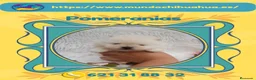 Pomerania perros en venta: Pomeranias enanos carita de osito 🧸 - Anuncio 1