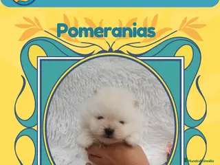 Pomerania perros Pomeranias enanos carita de osito 🧸 - Anuncio 1