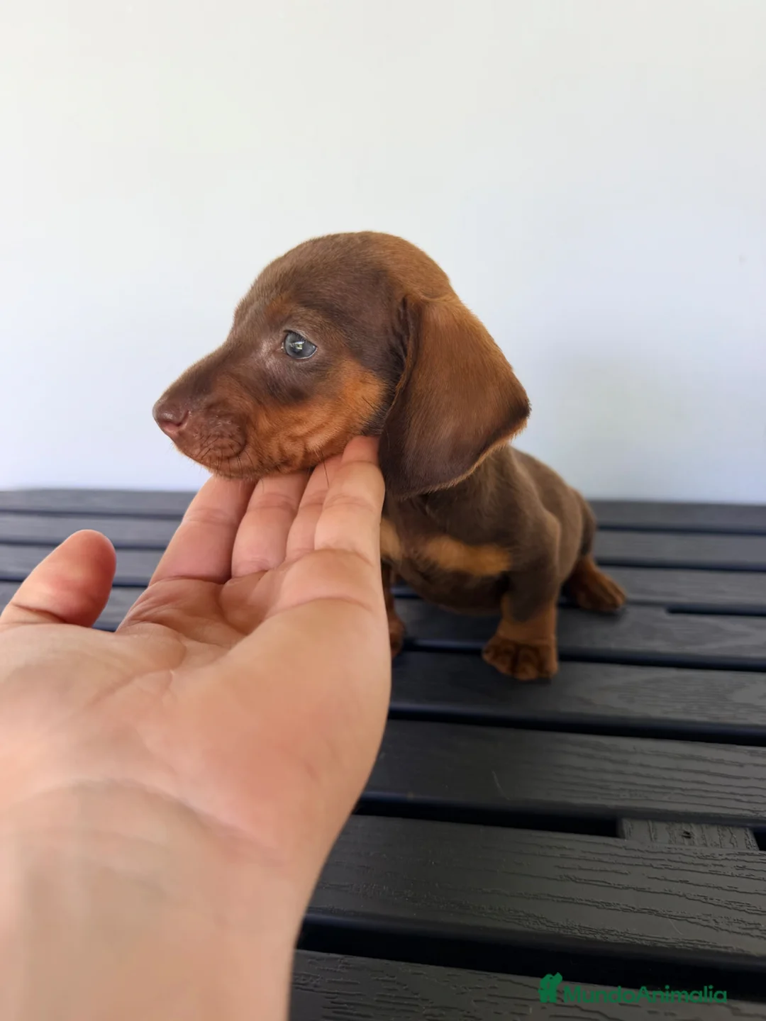 Teckel Miniatura perros en venta: TECKEL MINIATURA CHOCOLATE  - Anuncio 1