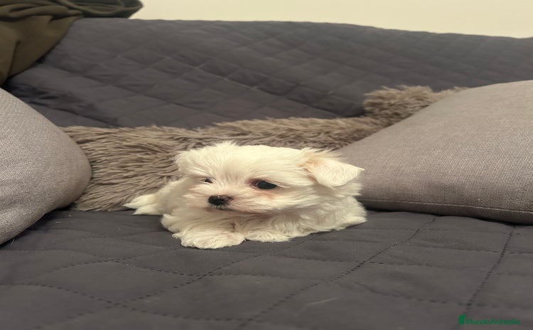 Bichón Maltés perros - Propaganda 1