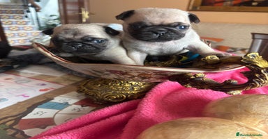 Carlino - Pug perros - Propaganda 15