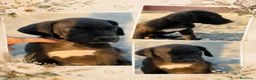 Dogo Alemán perros en venta: Dogo alemán / gran danés  - Anuncio 2