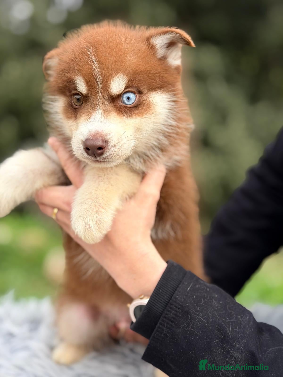Husky Siberiano perros HUSKY SIBERIANO (GAUTI) - Anuncio 1