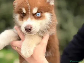 Husky Siberiano perros HUSKY SIBERIANO (GAUTI) - Anuncio 1