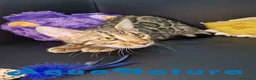 Bengalí gatos en venta: Bengali Hembra 1730 AQUANATURA - Anuncio 4