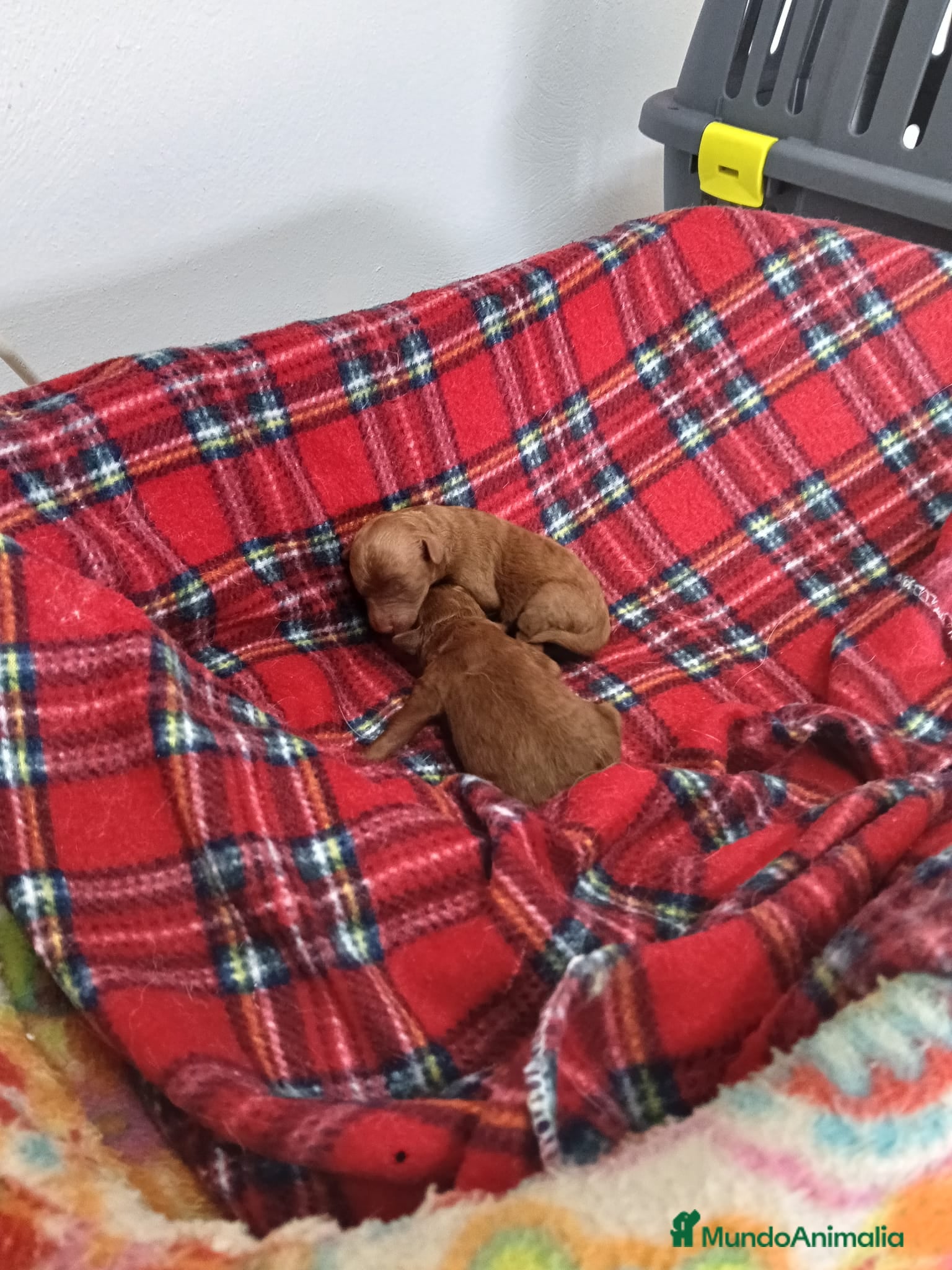 Caniche Toy perros CANICHES ROJOS - Anuncio 32